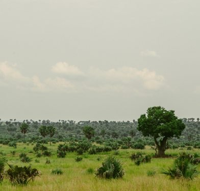 Green savannah landscape in Uganda