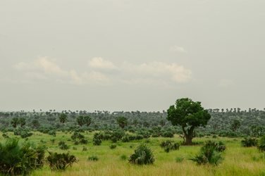 Green savannah landscape in Uganda