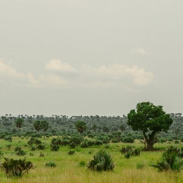 Green savannah landscape in Uganda