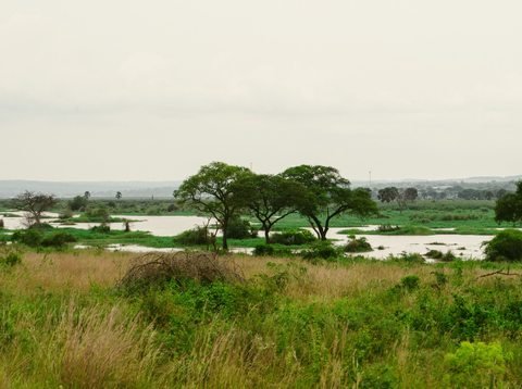 River Nile at Murchison Falls National Park