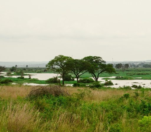 River Nile at Murchison Falls National Park