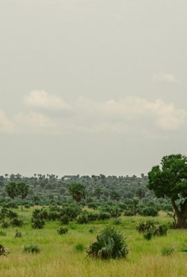 Green savannah landscape in Uganda