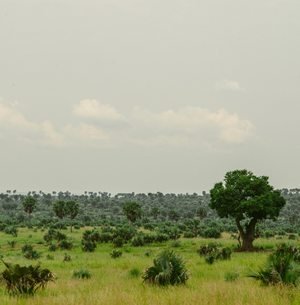 Green savannah landscape in Uganda