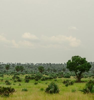 Green savannah landscape in Uganda