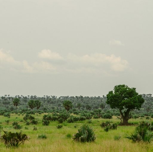 Green savannah landscape in Uganda