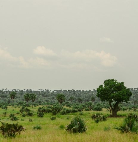Green savannah landscape in Uganda