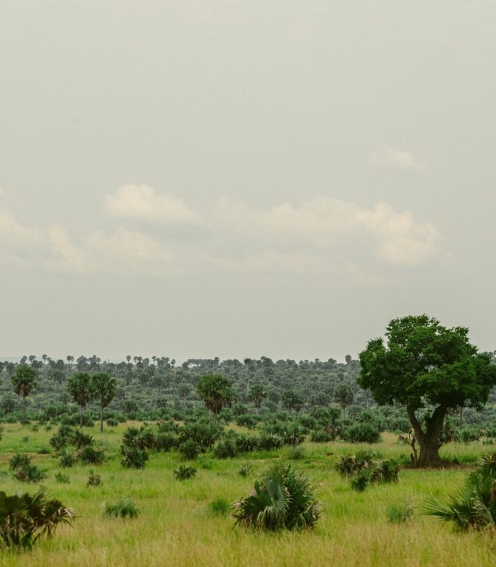 Green savannah landscape in Uganda