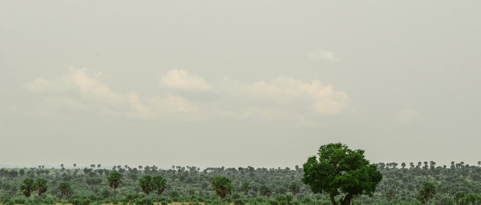 Green savannah landscape in Uganda